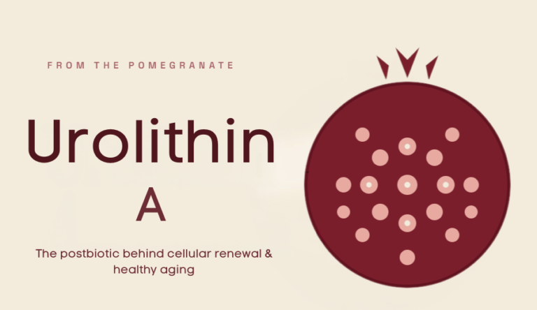Urolithin A evidence review for cellular renewal and healthy ageing